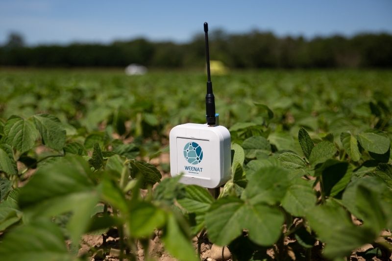 Les sondes tensiométriques Weenat facilitent le pilotage de l'irrigation.