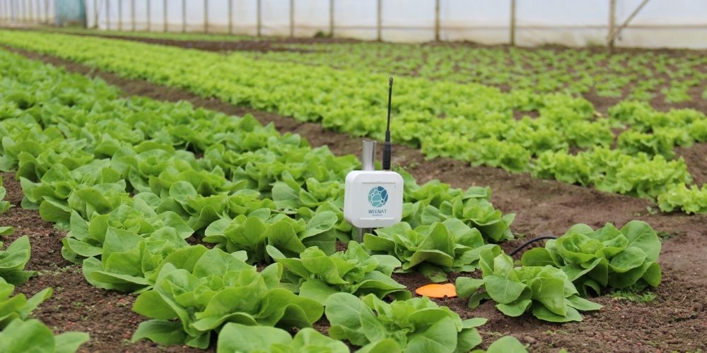 La sonde capacitive connectée Weenat facilite le pilotage de l'irrigation