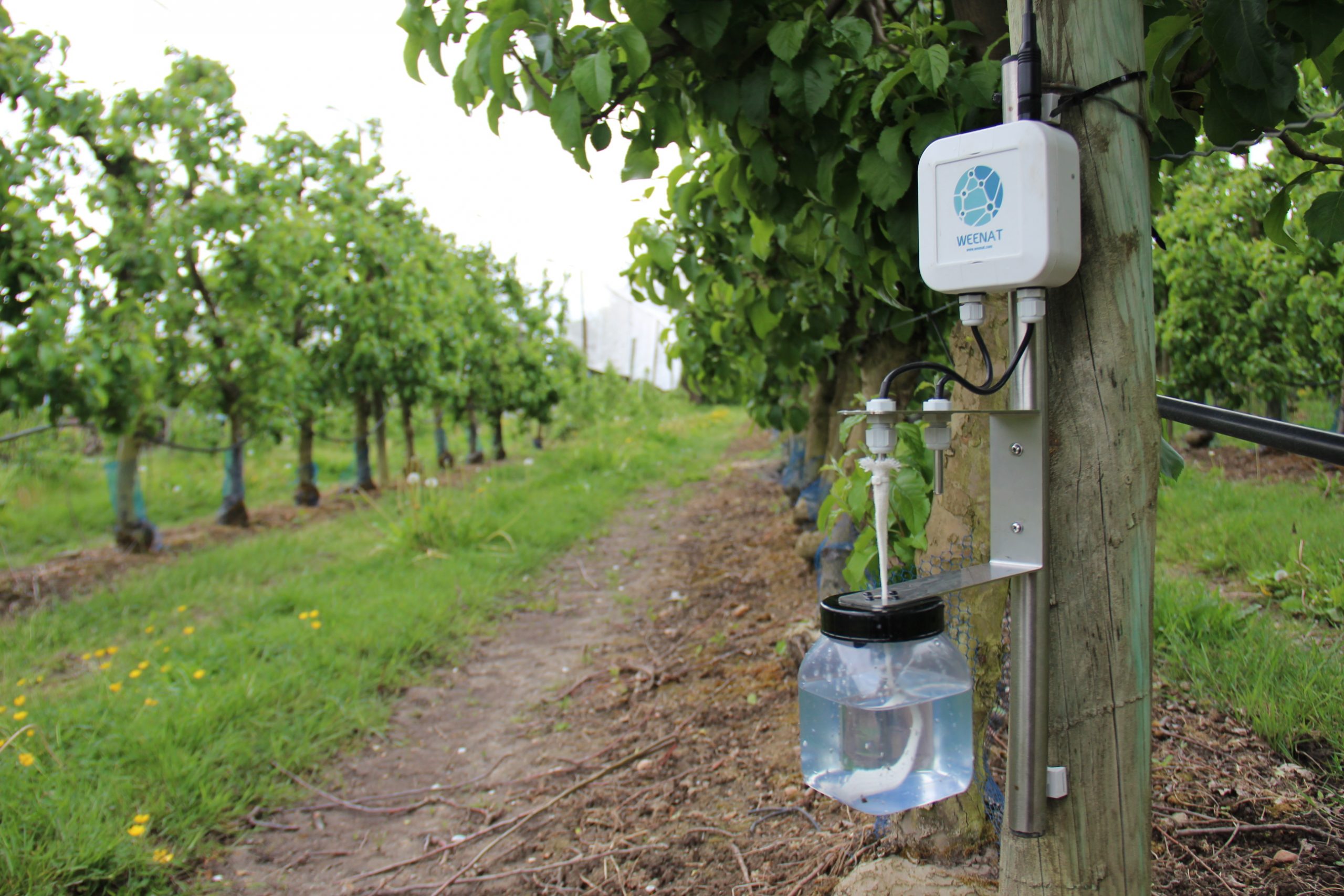 homme versant du raison après irrigation de son champ