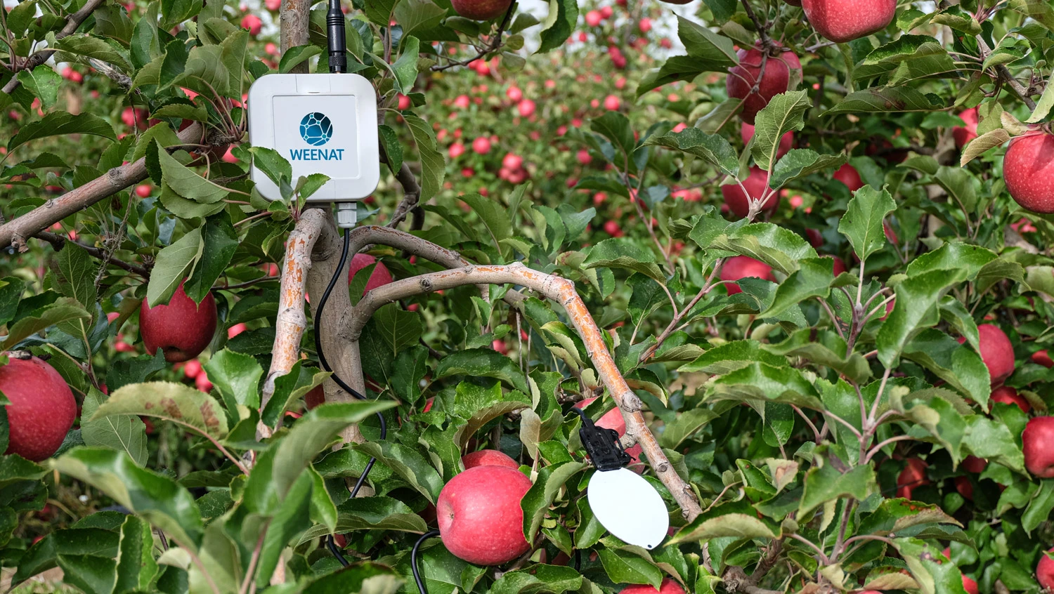 Sensor De Humidade Foliar Weenat