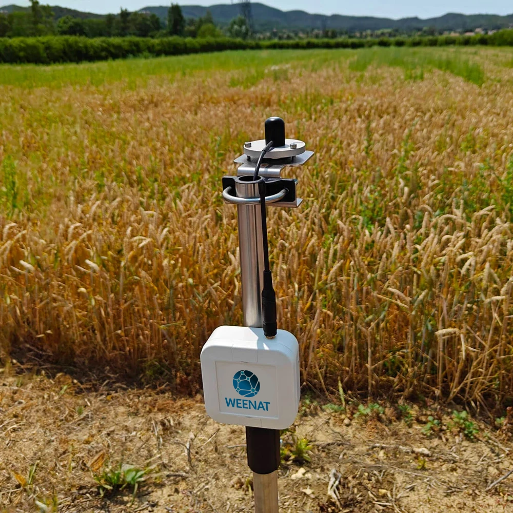 Pyranomètre Weenat dans un champs de blé