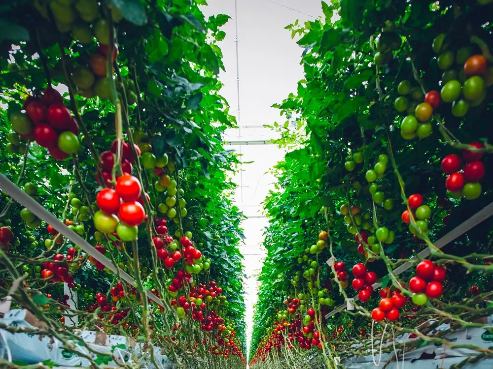 Le système d'irrigation goutte à goutte pour tomates