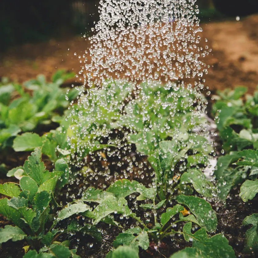 micro-asperseurs Système d'irrigation micro-asperseurs