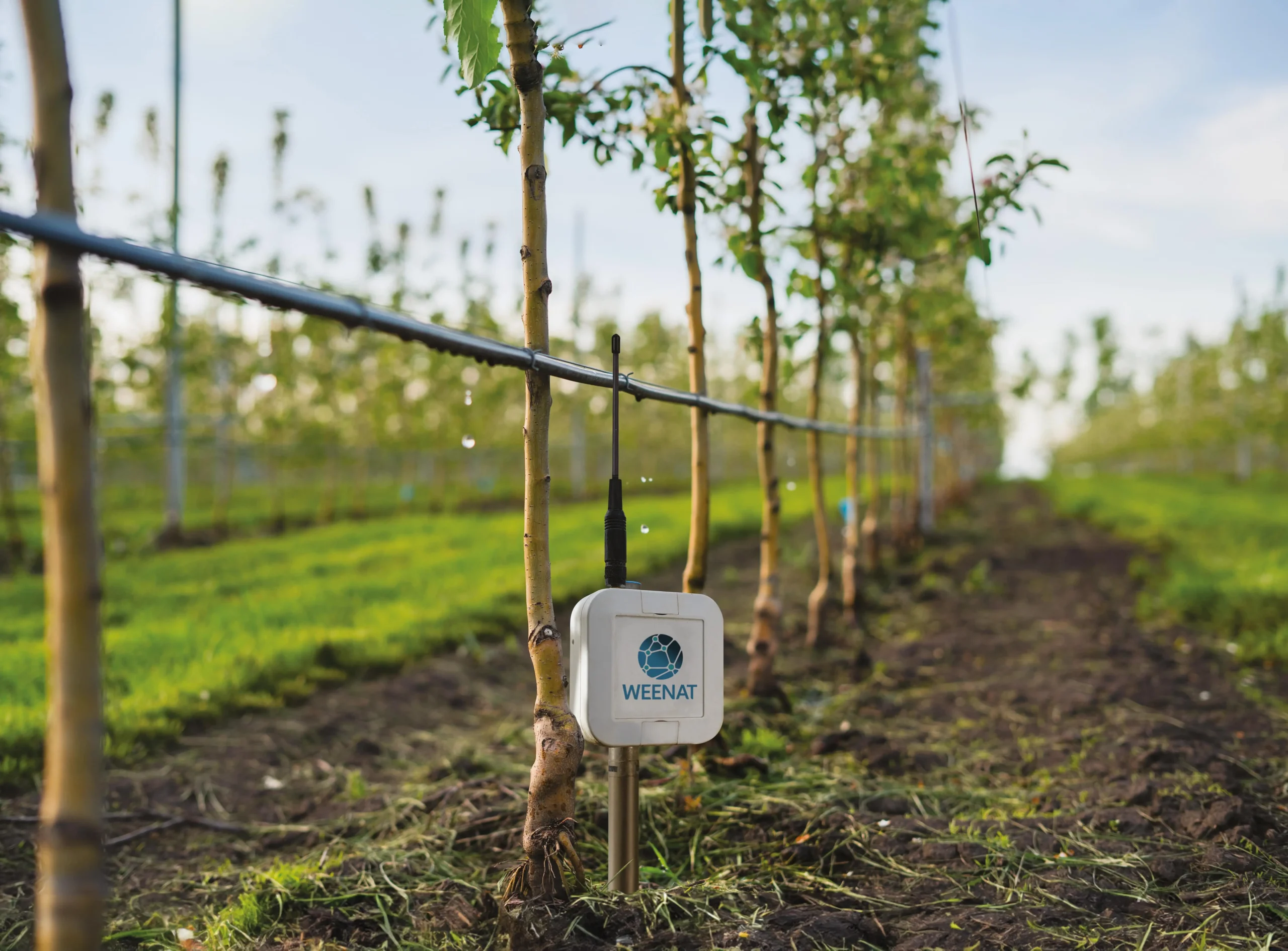 Système d'irrigation goutte à goutte