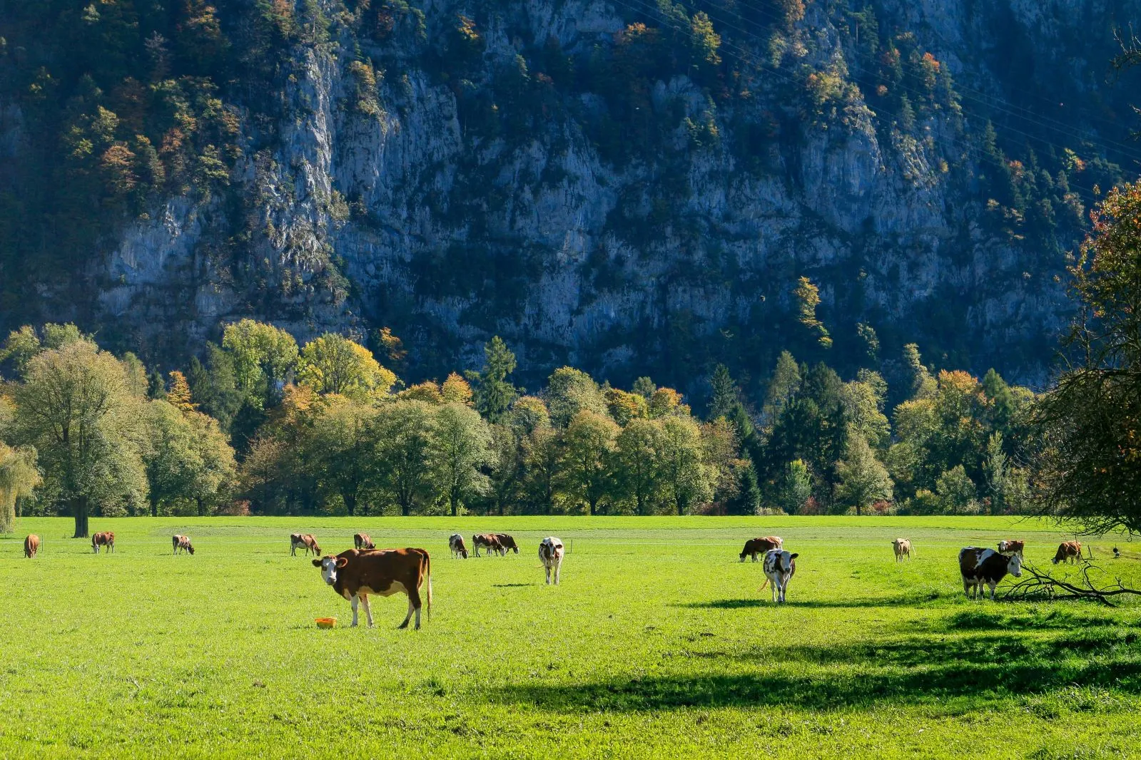 Indice de confort thermique animal (thi) weenat