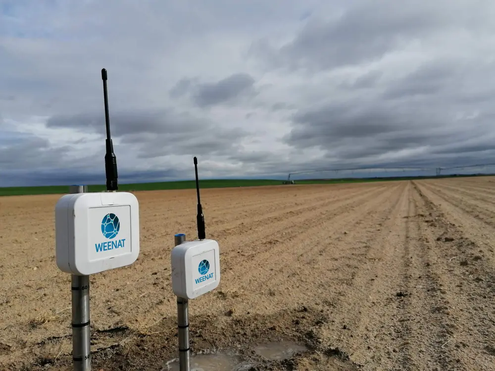 kit de tensiometres dans les betteraves