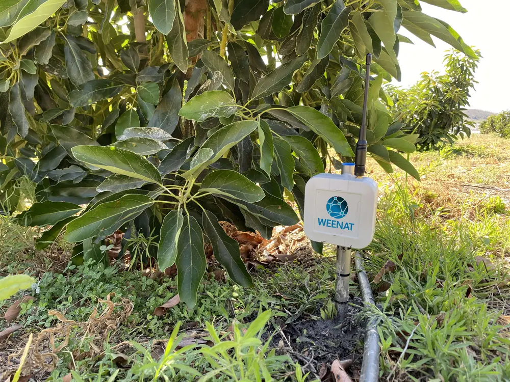 Sonda tensiometrica Weenat negli alberi di avocado