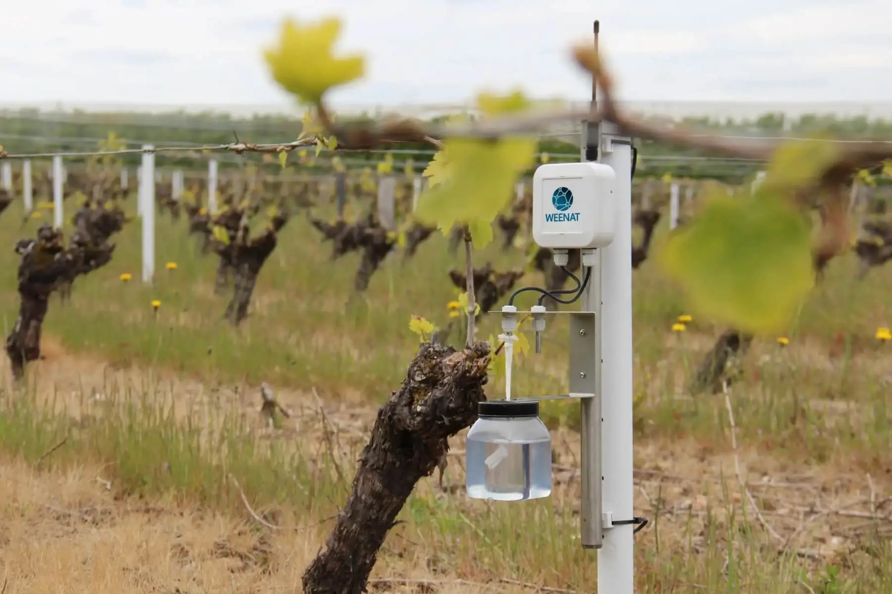 Capteur-gel-Weenat-Vignes