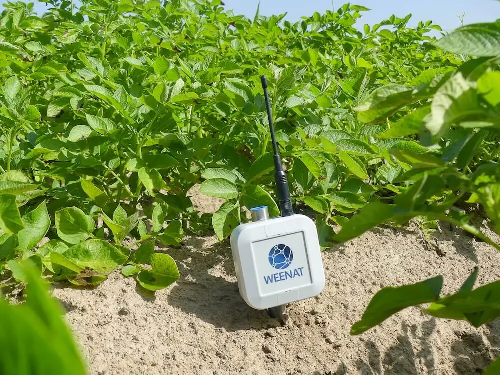 Weenat-Tensiometer in Kartoffeln