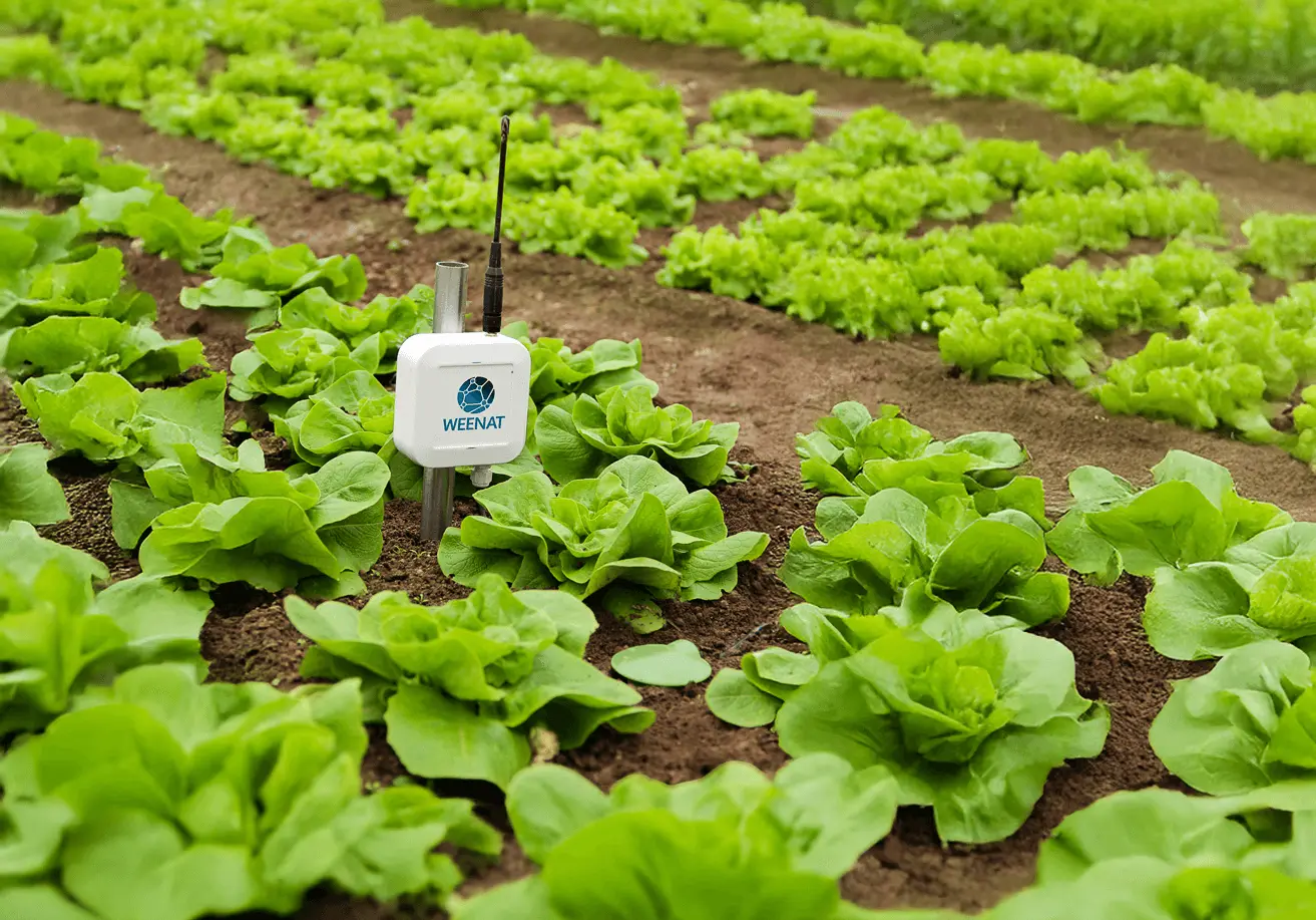 Weenat-sonde_capacitive-verte-salade