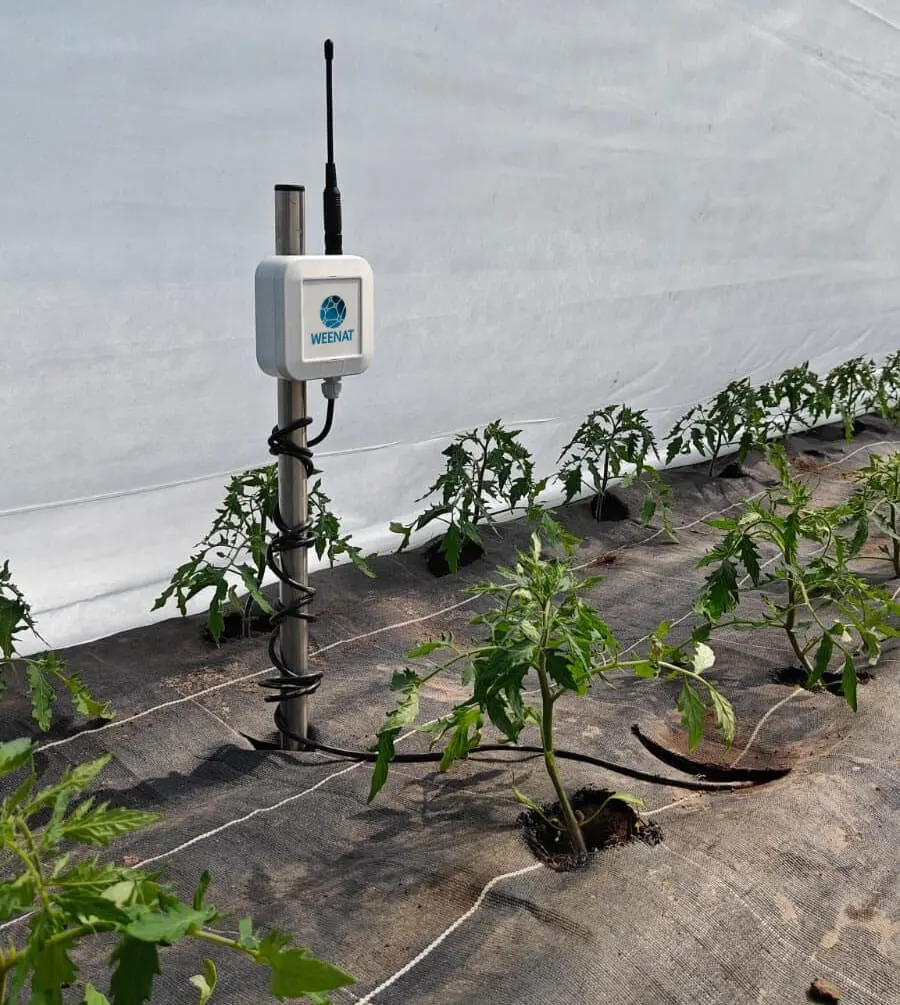 Kapazitive Sonde von Weenat in einem Tomatengewächshaus